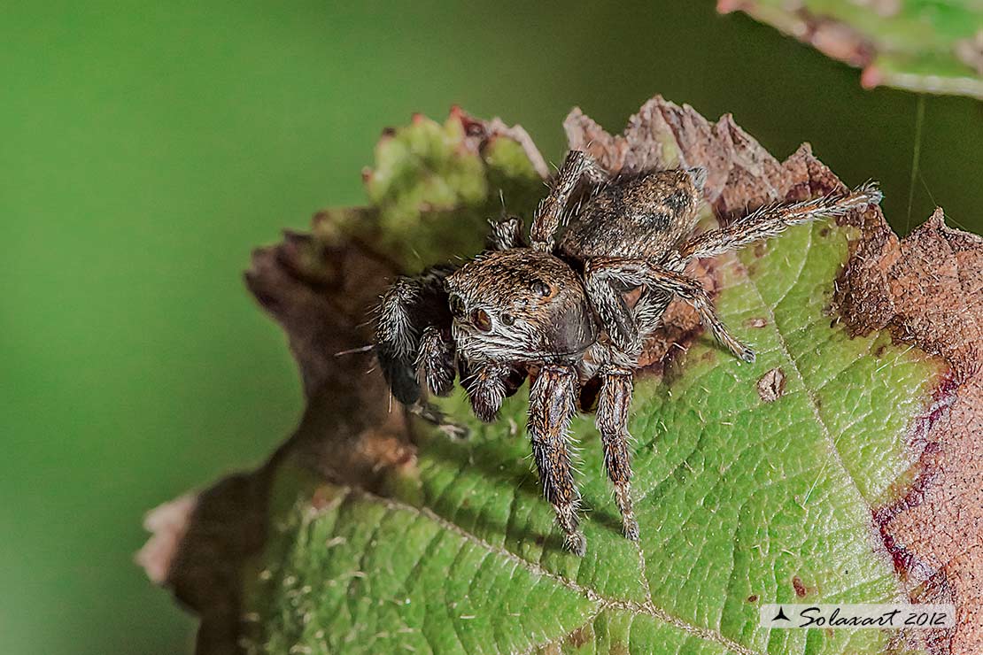 Evarcha arcuata  -  (generic: jumping spider)