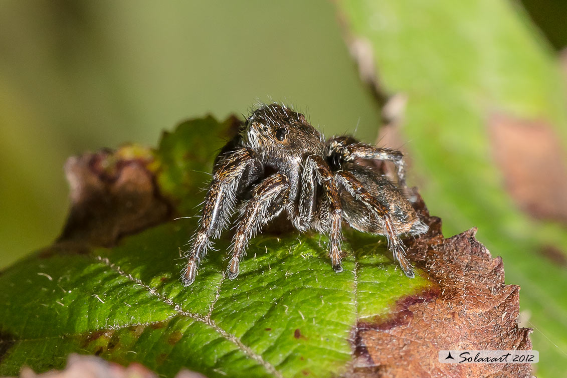 Evarcha arcuata  -  (generic: jumping spider)