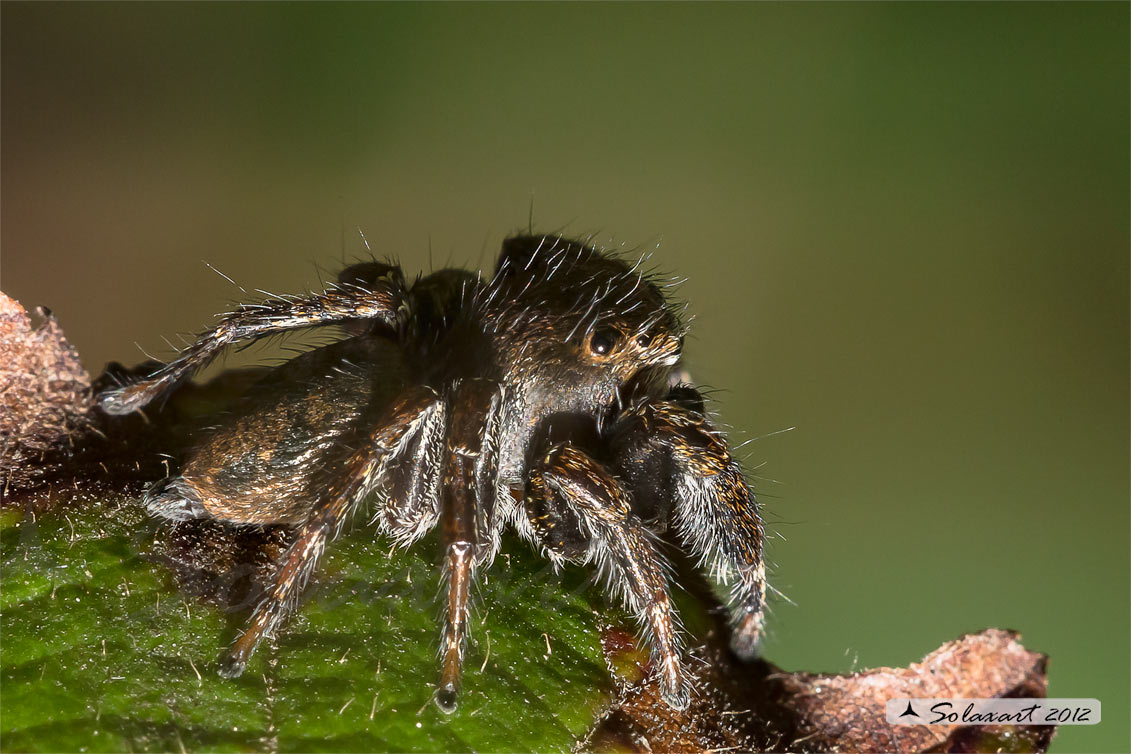 Evarcha arcuata  -  (generic: jumping spider) - (maschio)