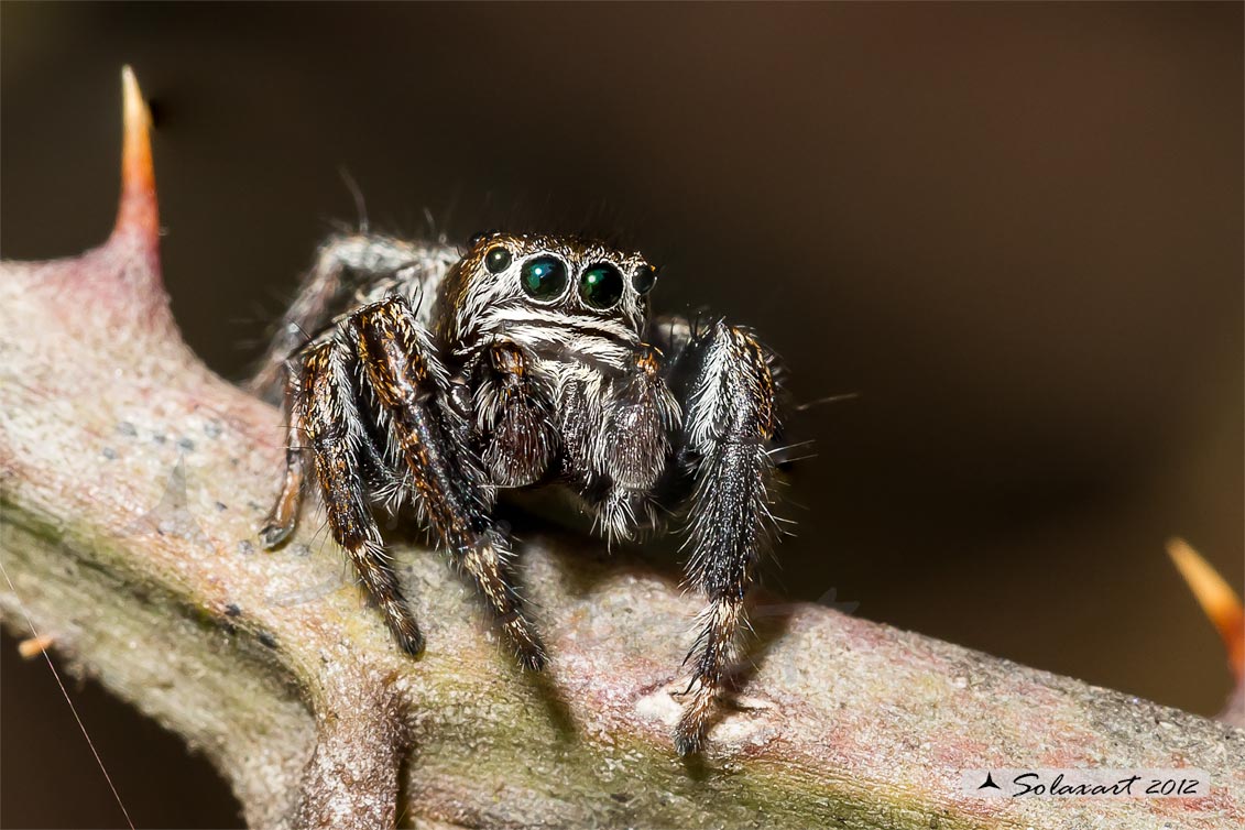 Evarcha arcuata  -  (generic: jumping spider) - (maschio)