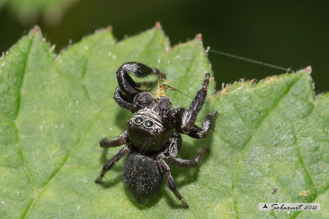 Evarcha arcuata  -  (generic: jumping spider)
