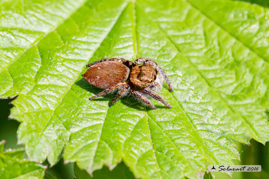 Evarcha falcata  -  (generic: jumping spider)