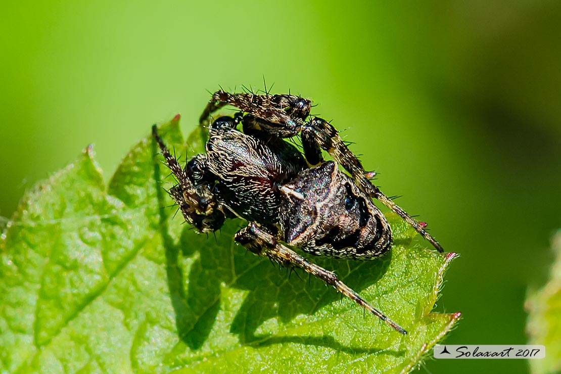 Gibbaranea bituberculata