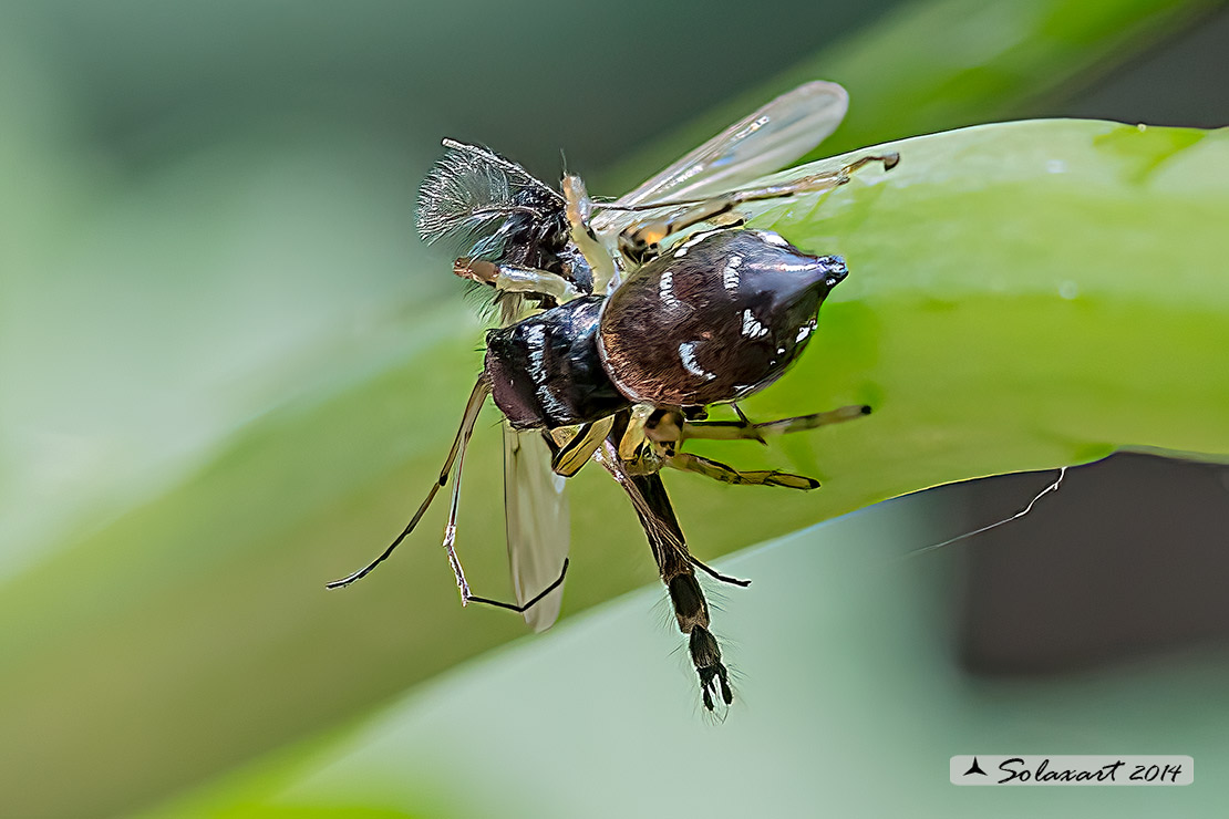 Heliophanus cupreus 