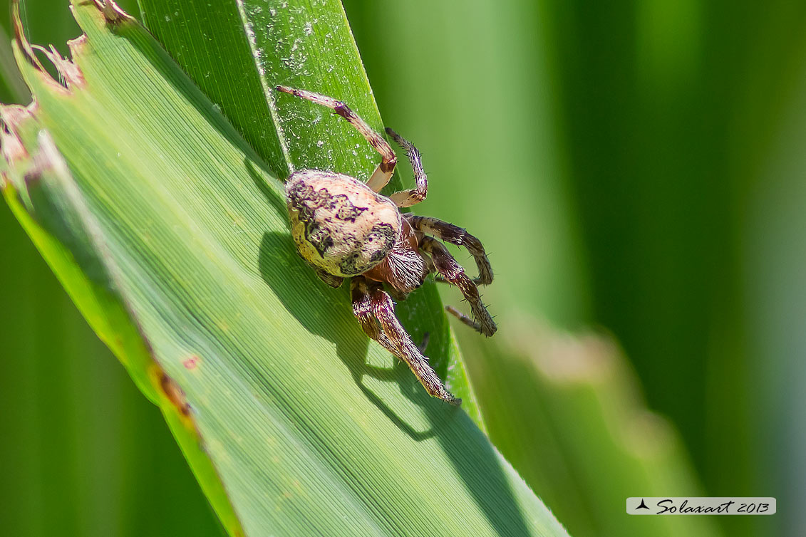 Larinioides Cornutus  -  furrow spider