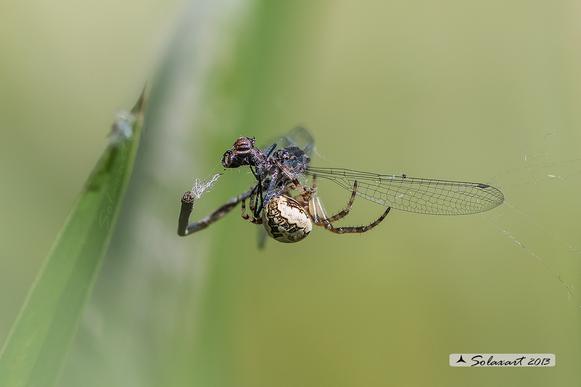 Larinioides cornutus