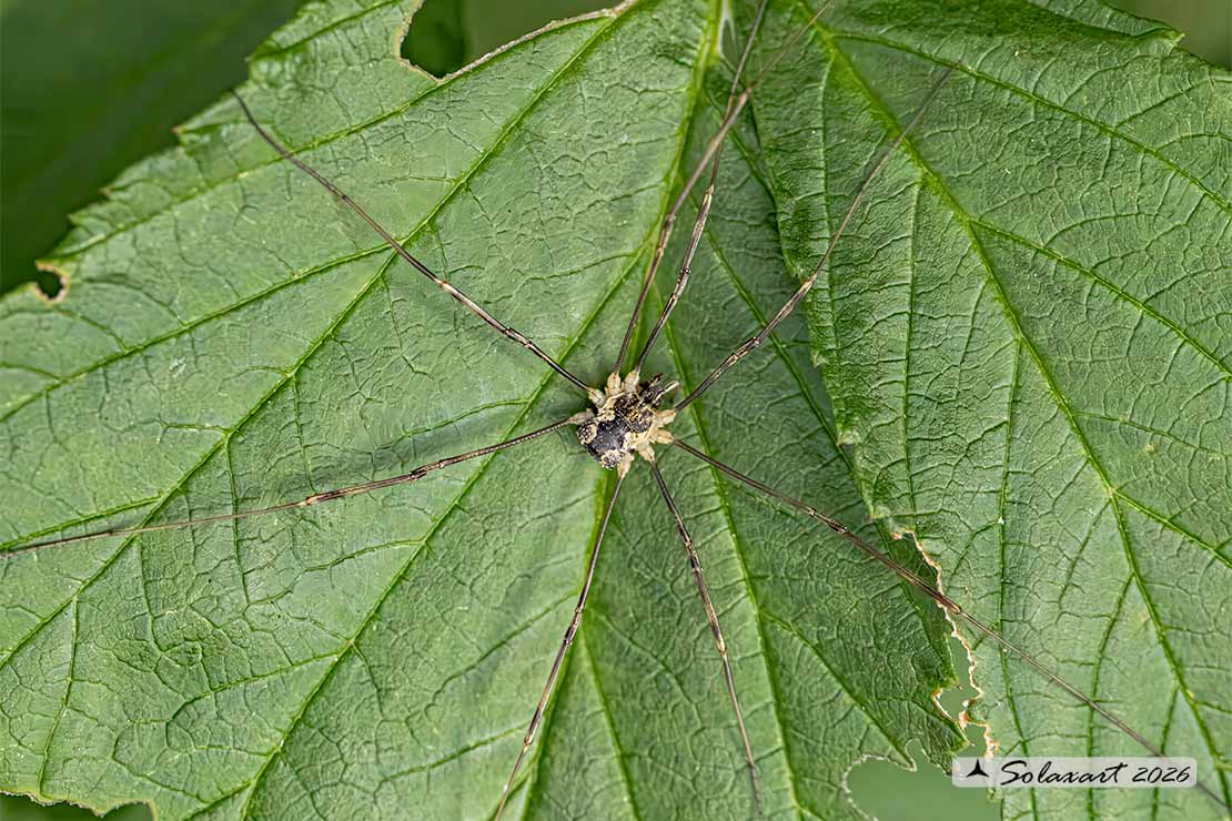Opilones species