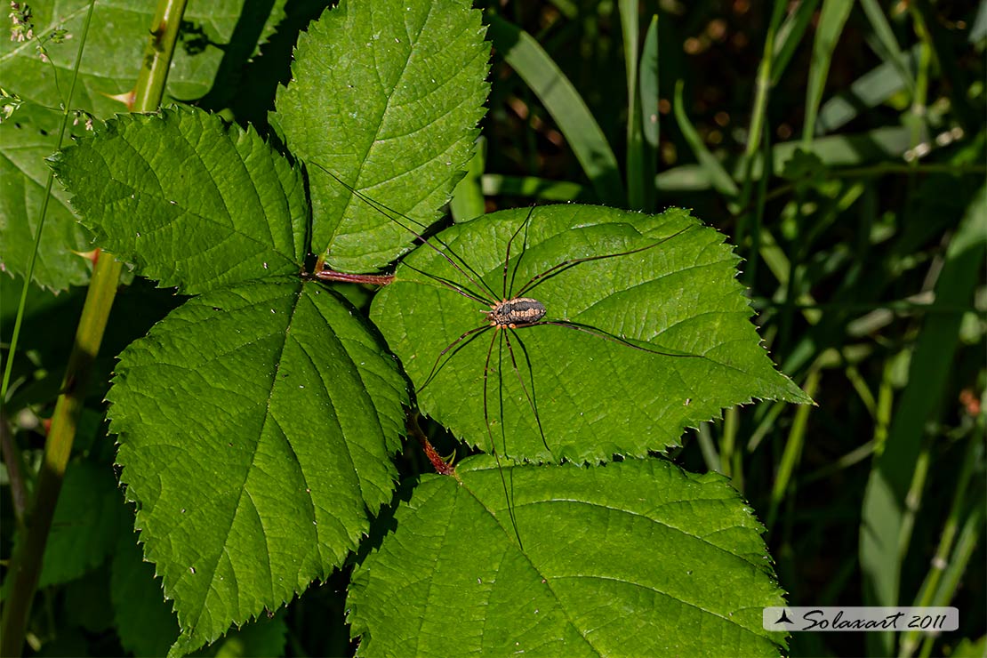 Leiobunum vittatum