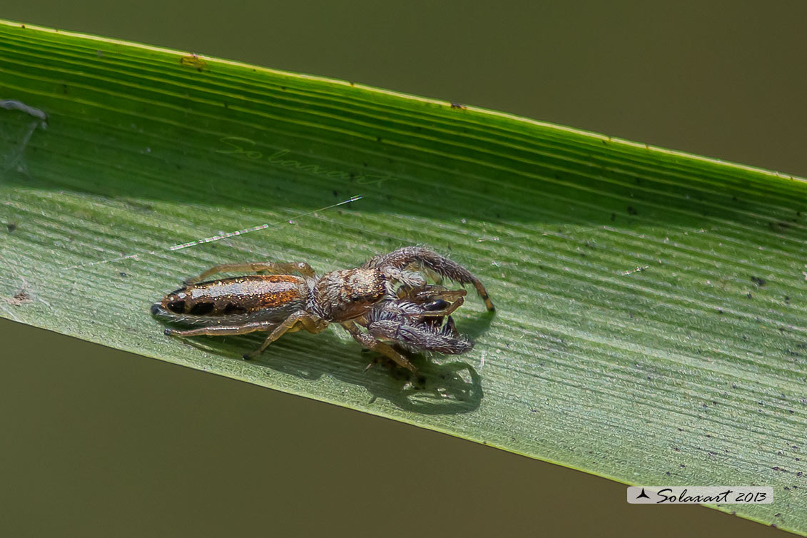 Mendoza canestrinii  -  jumping spider (female)