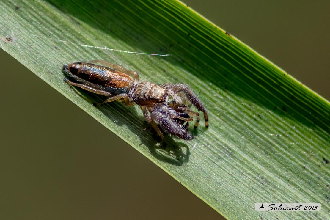 Mendoza canestrinii  -  jumping spider (female)