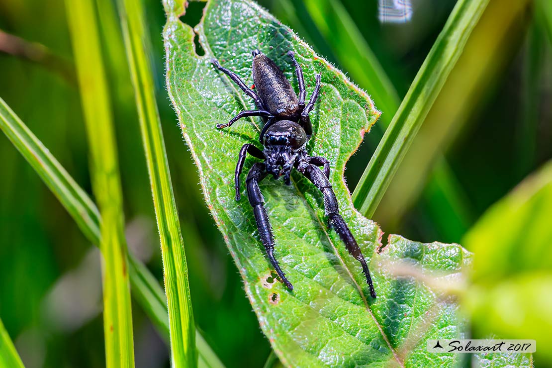Mendoza canestrinii - jumping spider (male)