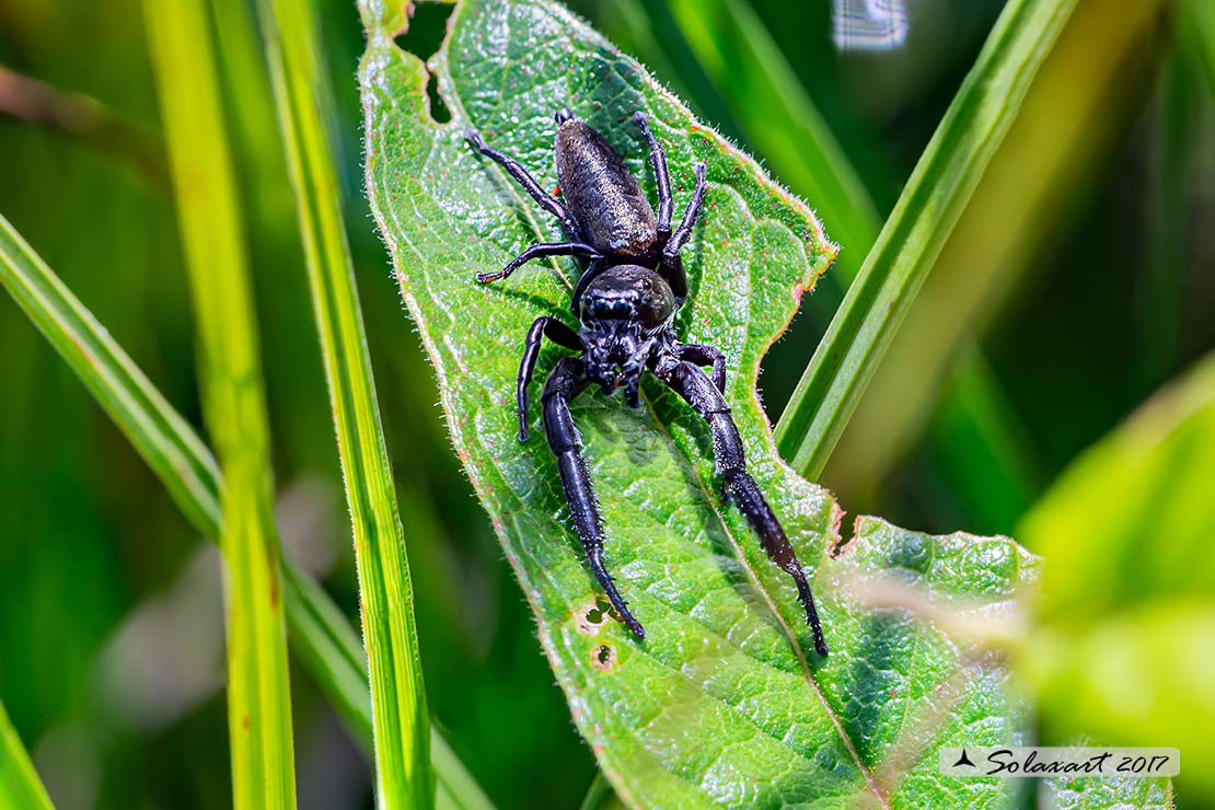 Mendoza canestrinii  -  jumping spider (male)