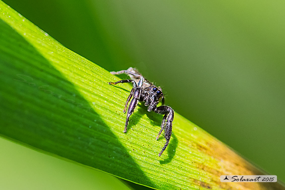 Mendoza canestrinii - jumping spider (male)