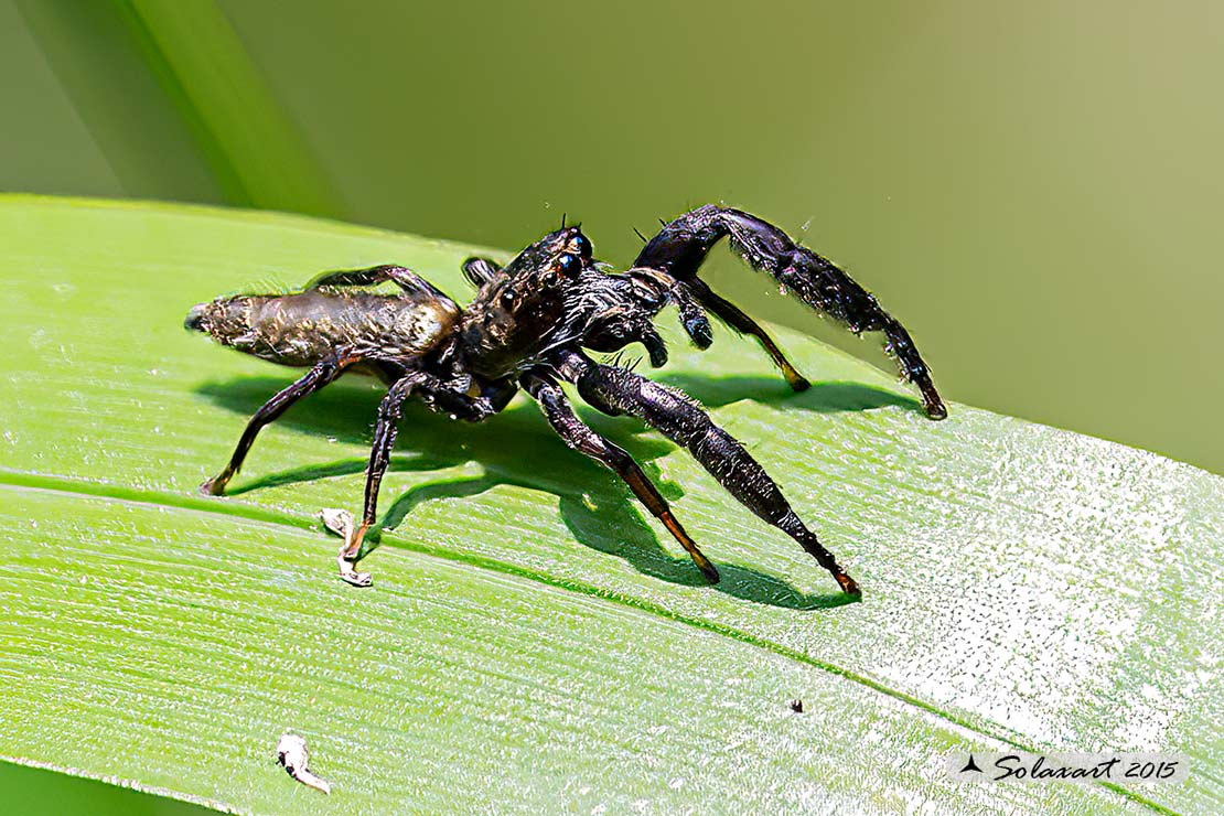 Mendoza canestrinii  -  jumping spider (male)