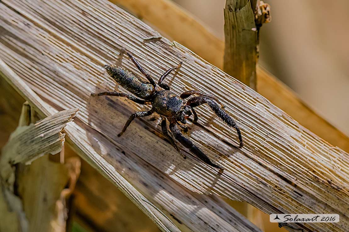 Mendoza canestrinii - jumping spider (male)