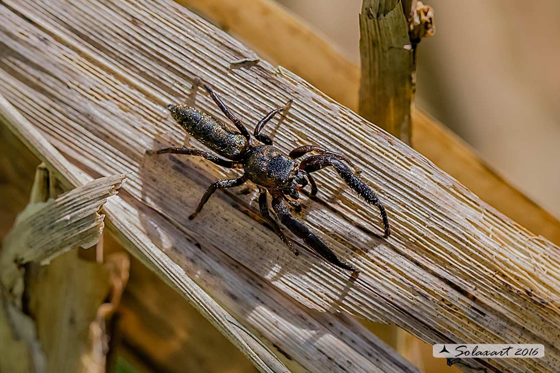 Mendoza canestrinii  -  jumping spider (male)