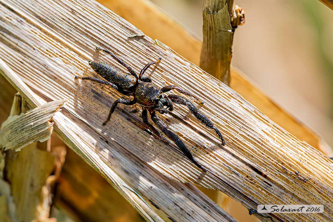 Mendoza canestrinii  -  jumping spider (male)