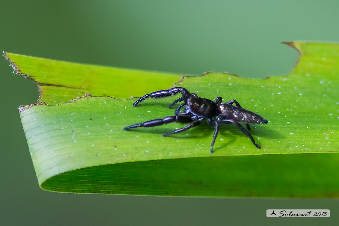 Mendoza canestrinii  -  jumping spider (male)