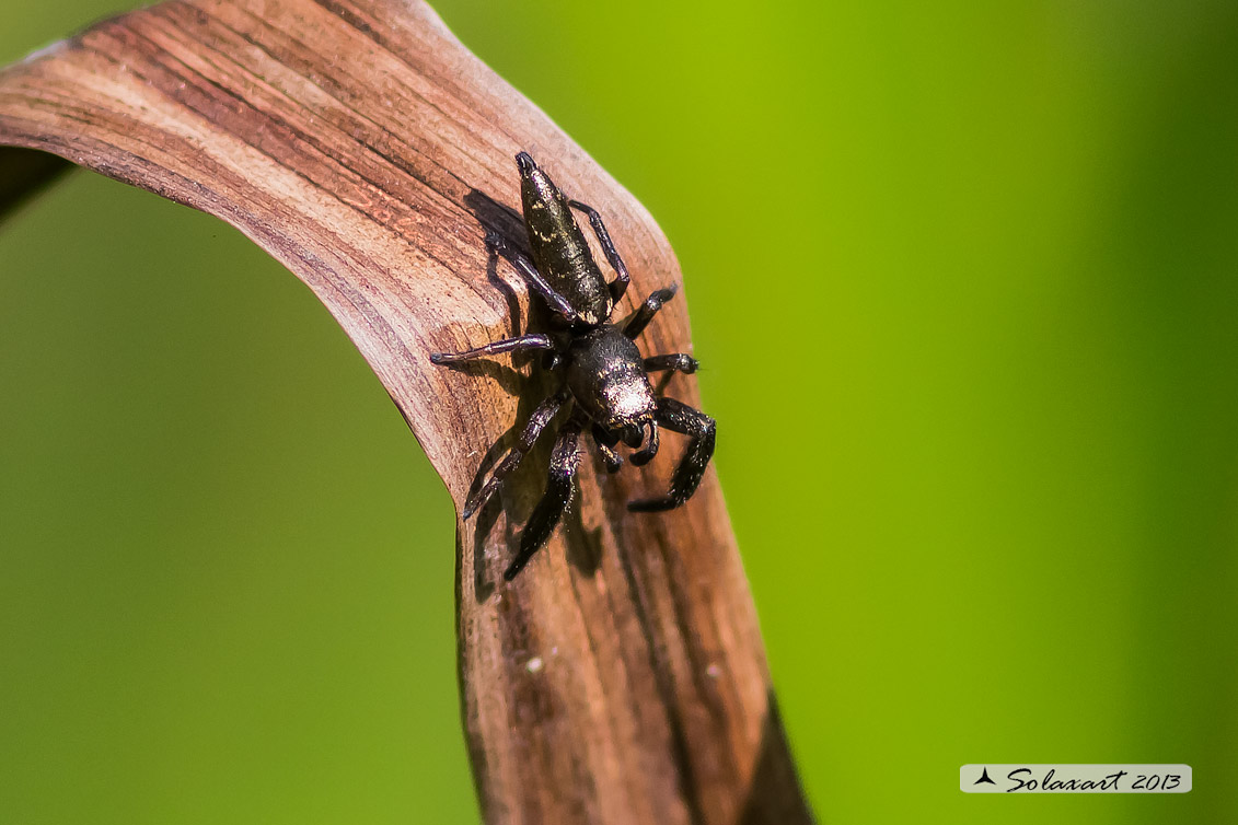 Mendoza canestrinii  -  jumping spider (male)