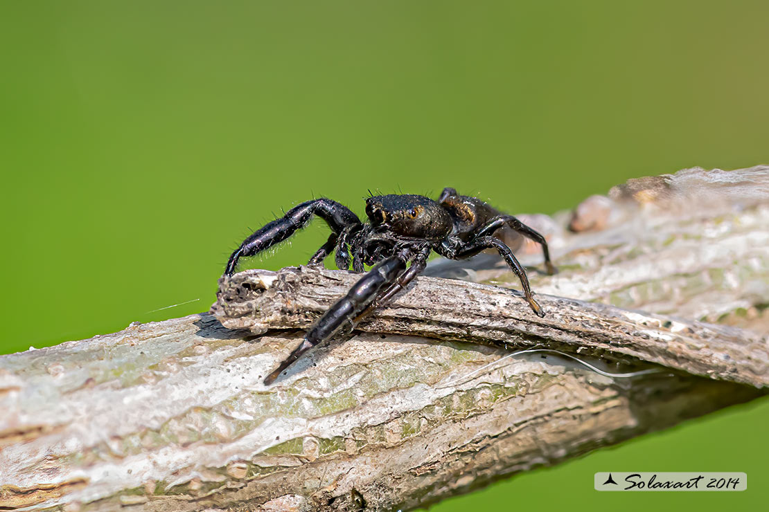 Mendoza canestrinii  -  jumping spider (male)