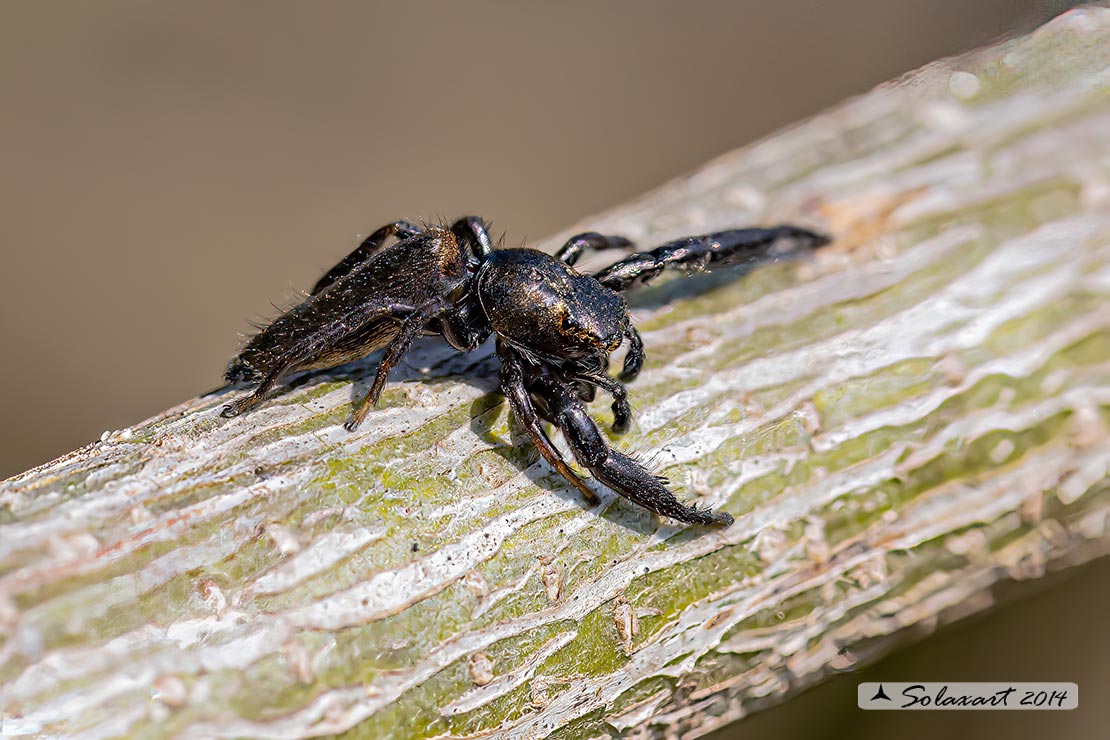 Mendoza canestrinii - jumping spider (male)