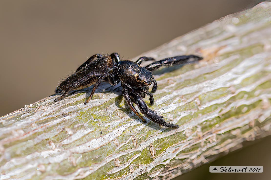 Mendoza canestrinii  -  jumping spider (male)