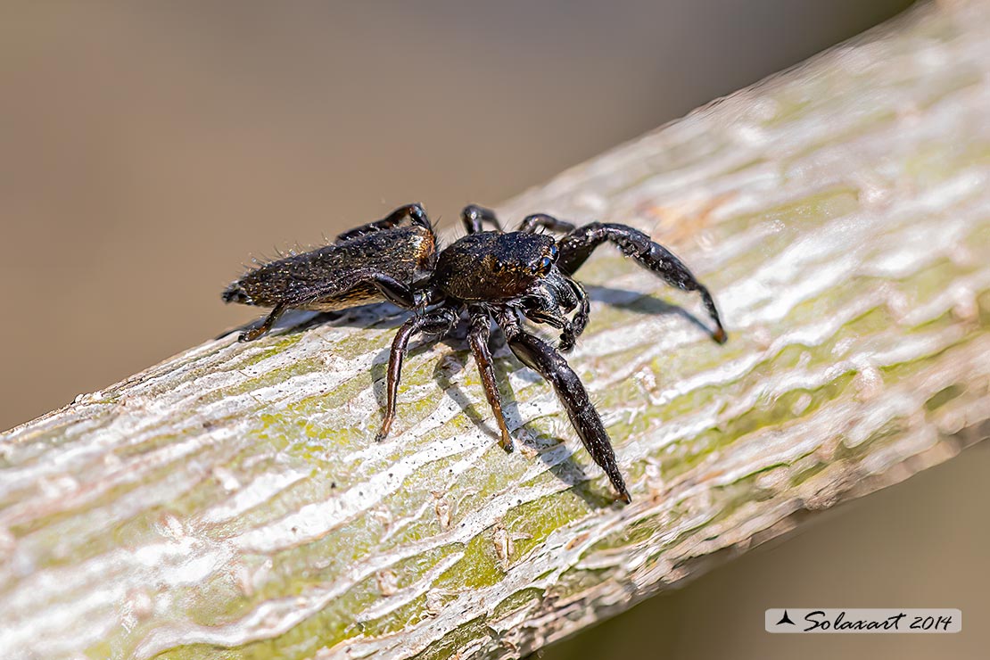 Mendoza canestrinii  -  jumping spider (male)