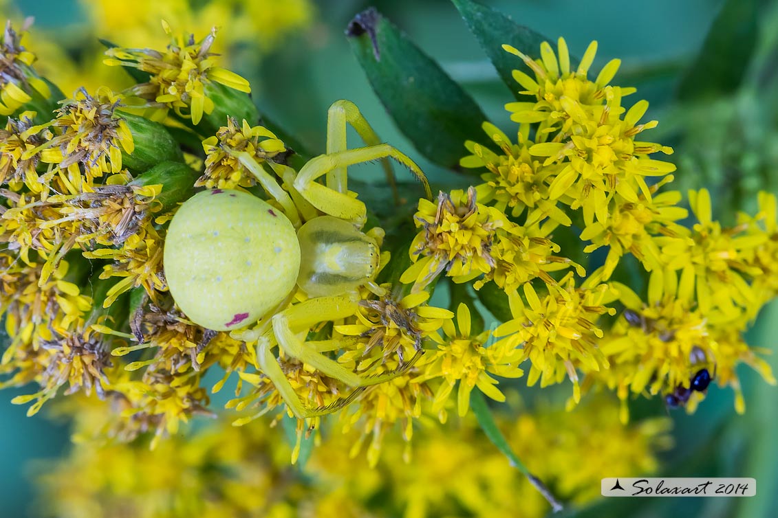 Misumena vatia (femmina)
