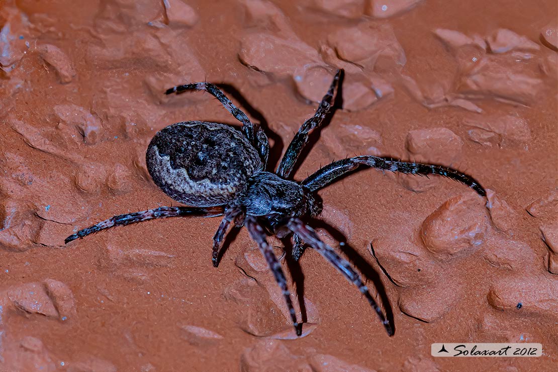 Nuctenea umbratica - Walnut Orb-Weaver Spider 