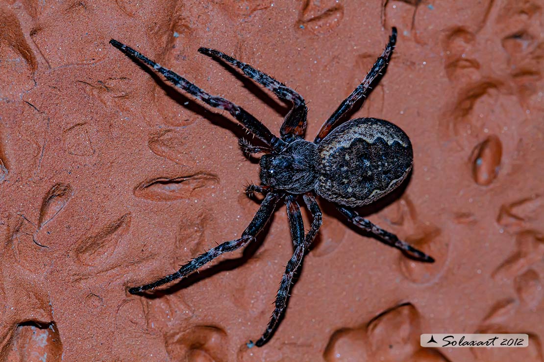 Nuctenea umbratica - Walnut Orb-Weaver Spider 