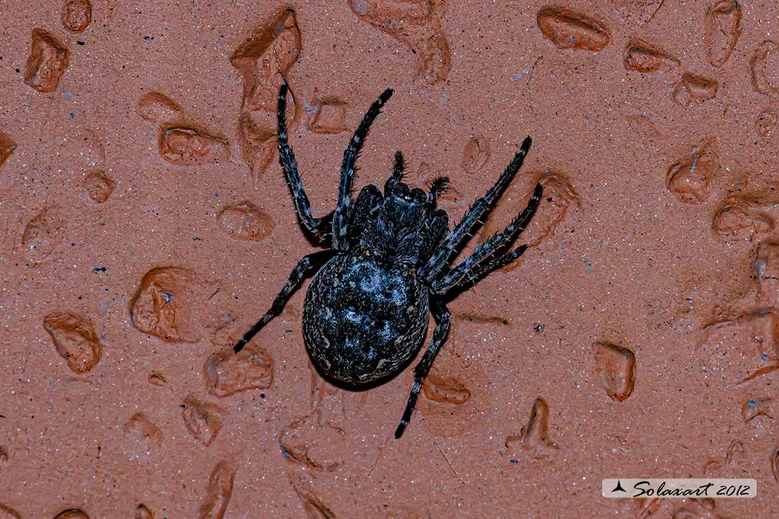 Nuctenea umbratica - Walnut Orb-Weaver Spider 