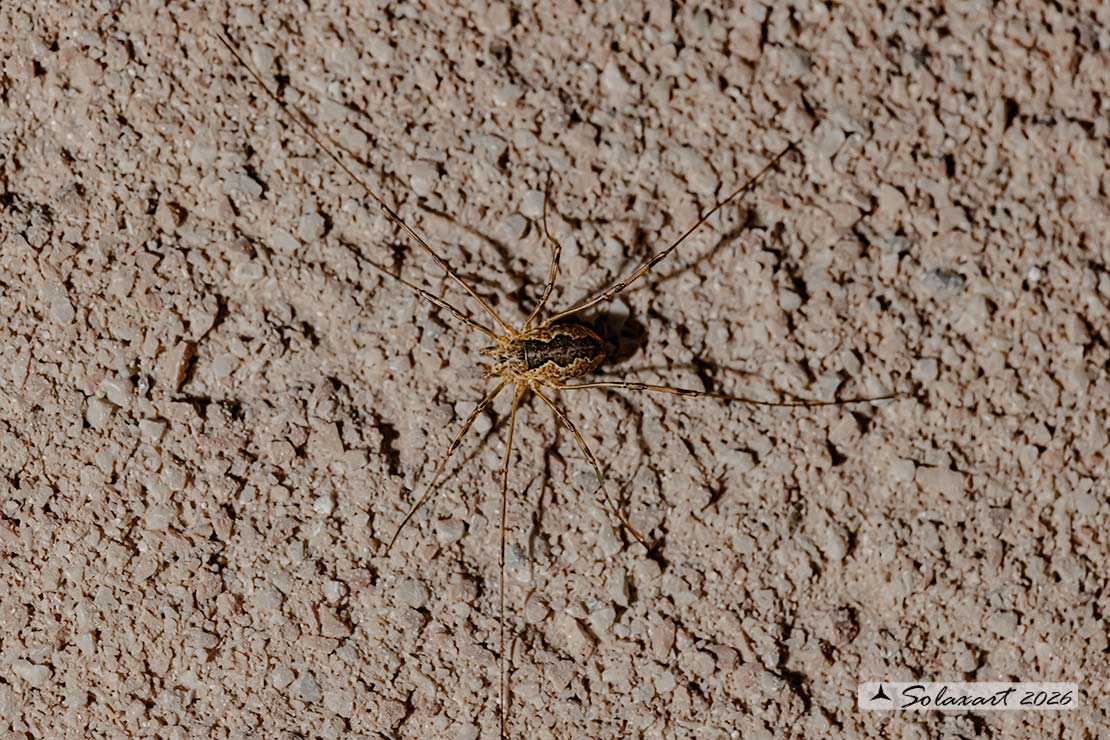 Opilones species