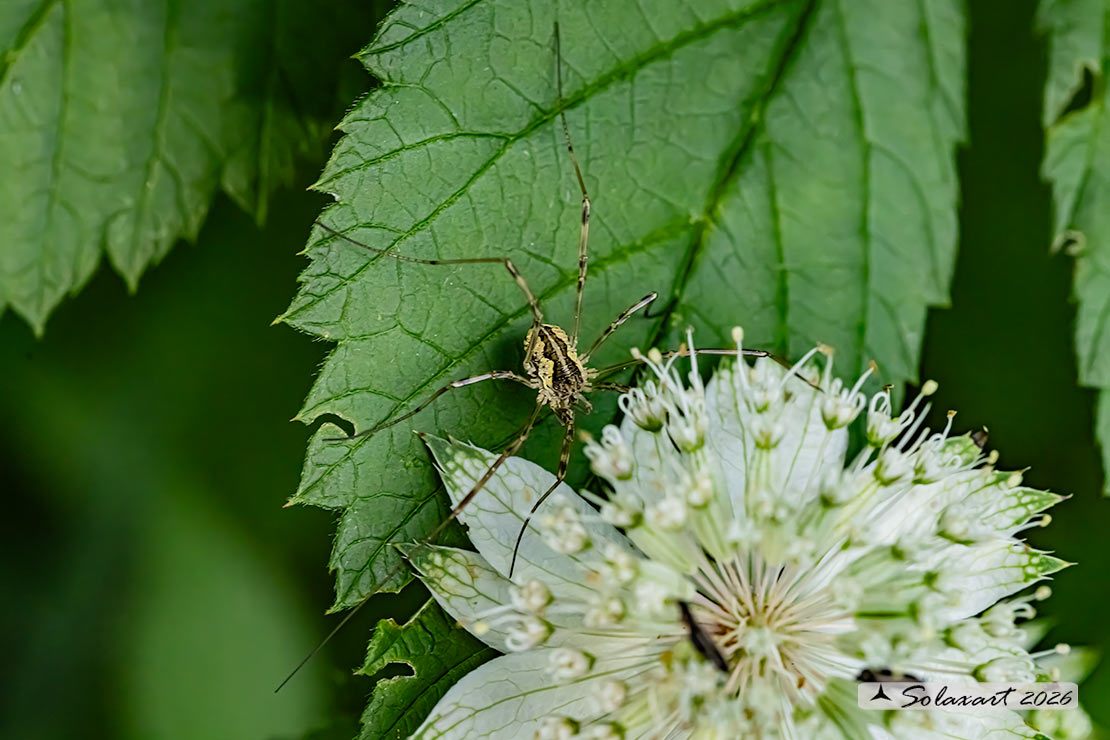 Opilones species