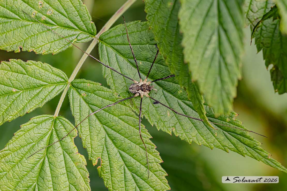 Opilones species