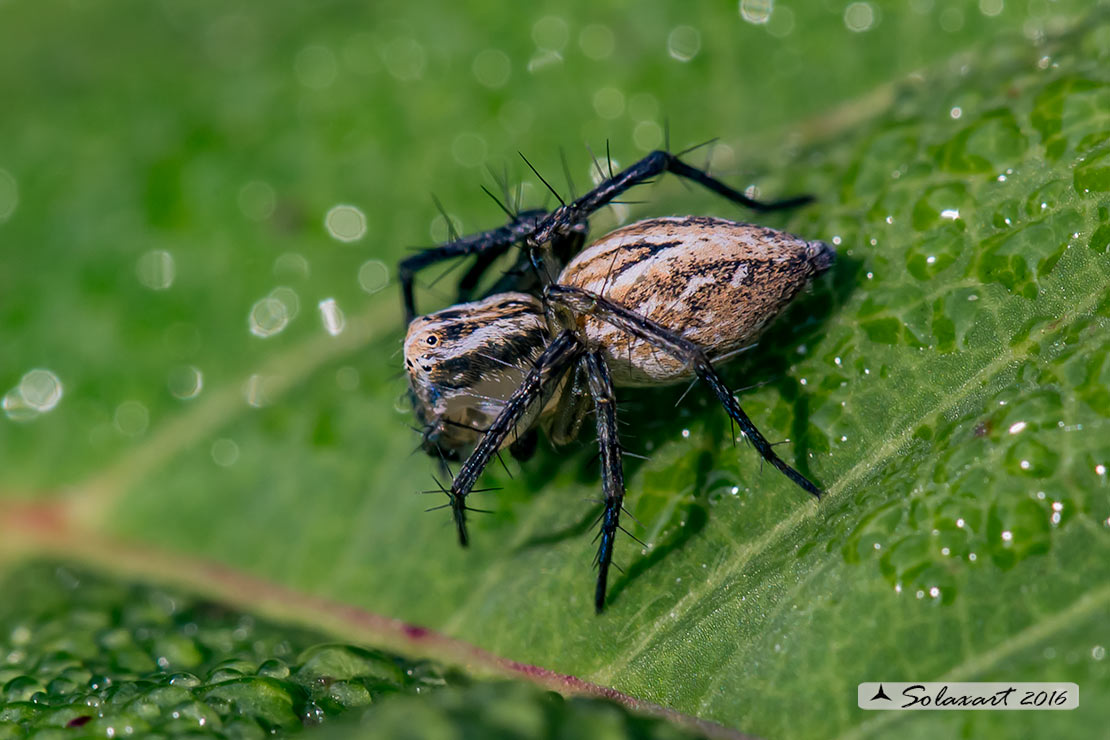 Oxyopes lineatus : Lynx spider