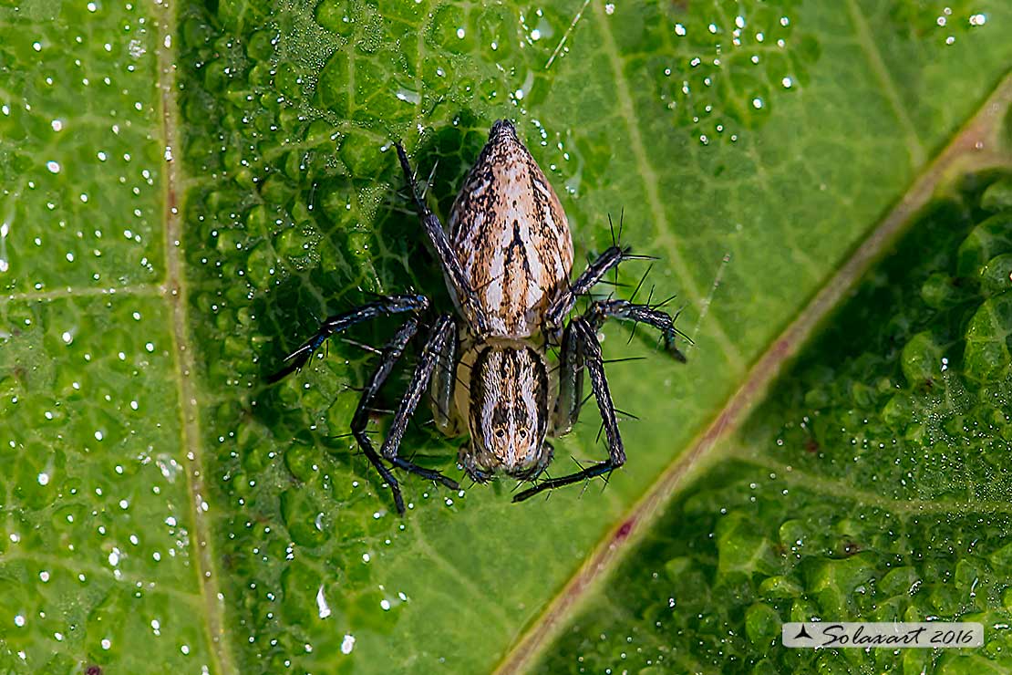 Oxyopes lineatus : Lynx spider