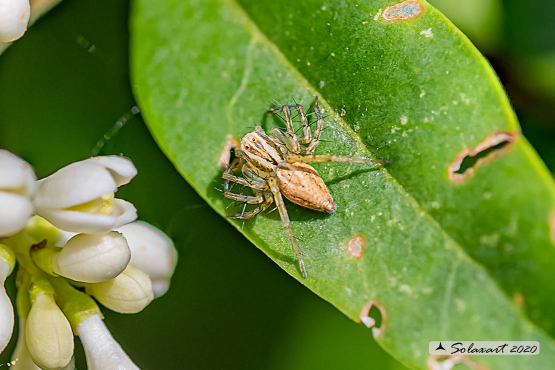 Oxyopes lineatus : Lynx spider