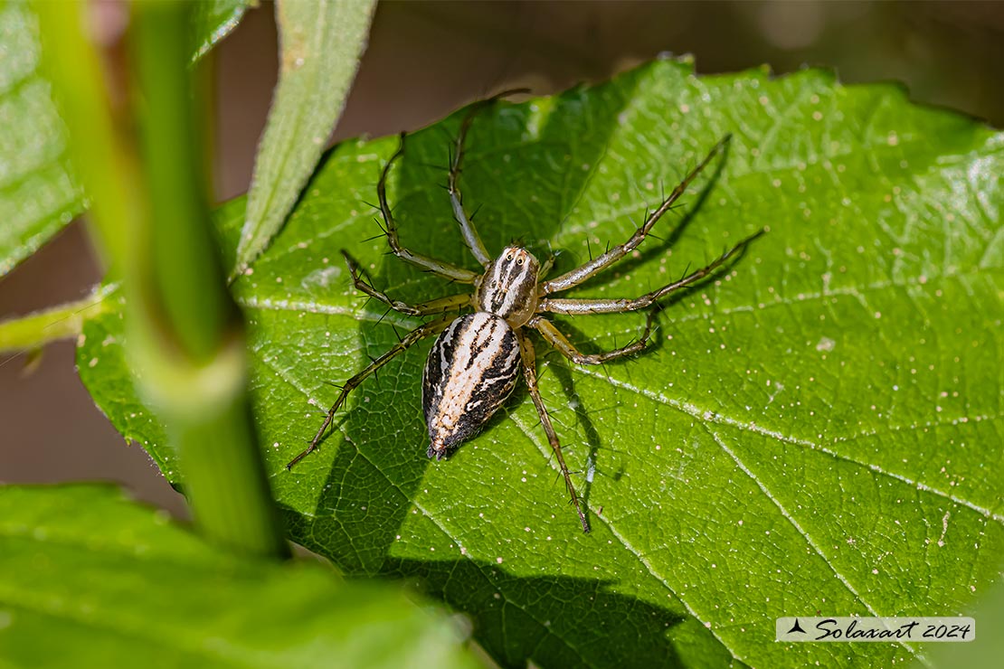 Oxyopes lineatus : Lynx spider