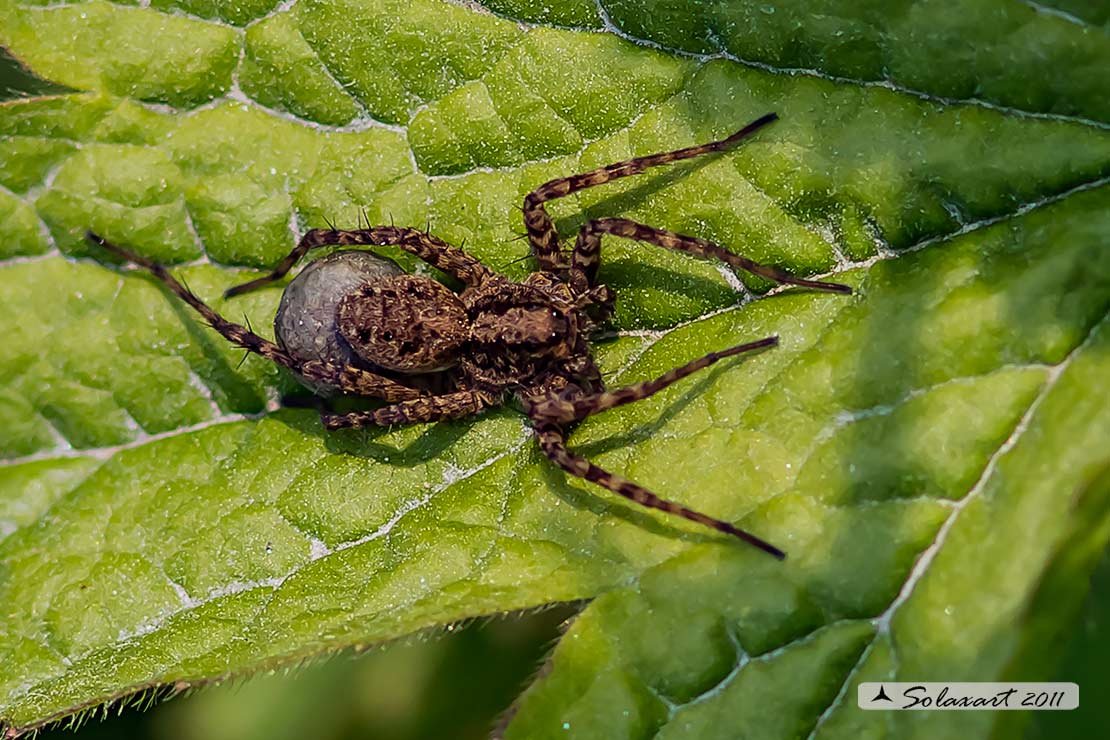 Pardosa amentata