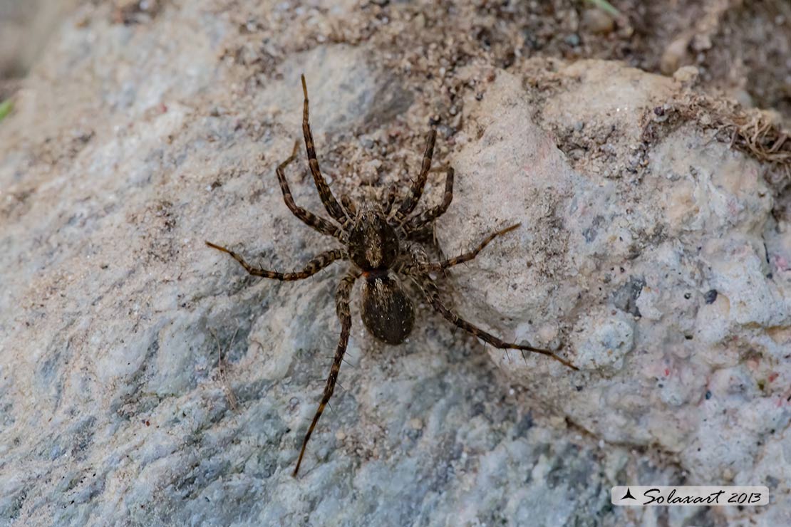 Pardosa amentata