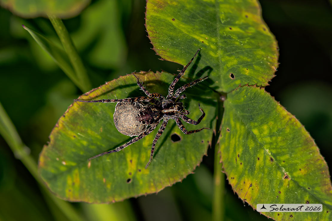 Pardosa amentata