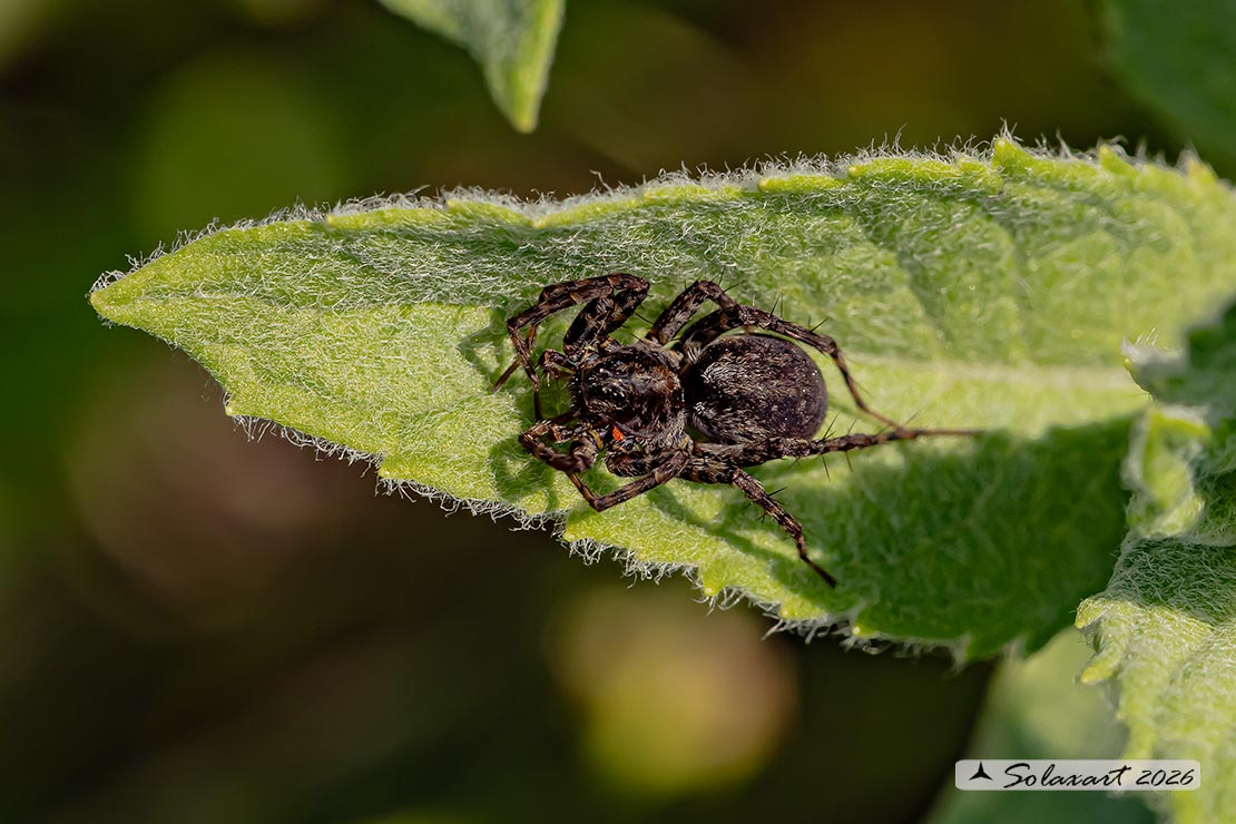 Pardosa amentata