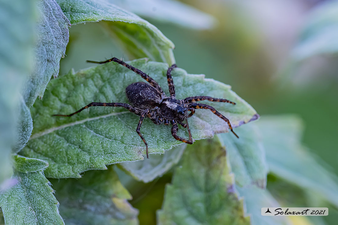 Pardosa amentata