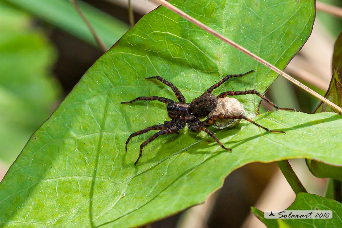 Pardosa lugubris