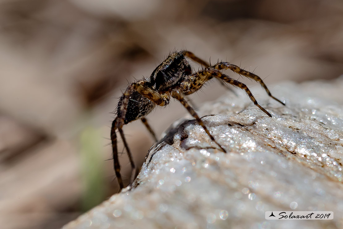 Pardosa lugubris