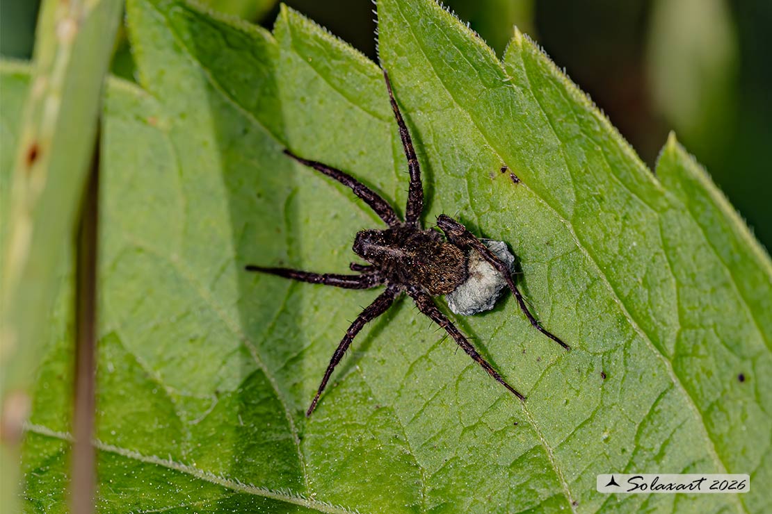 Pardosa lugubris