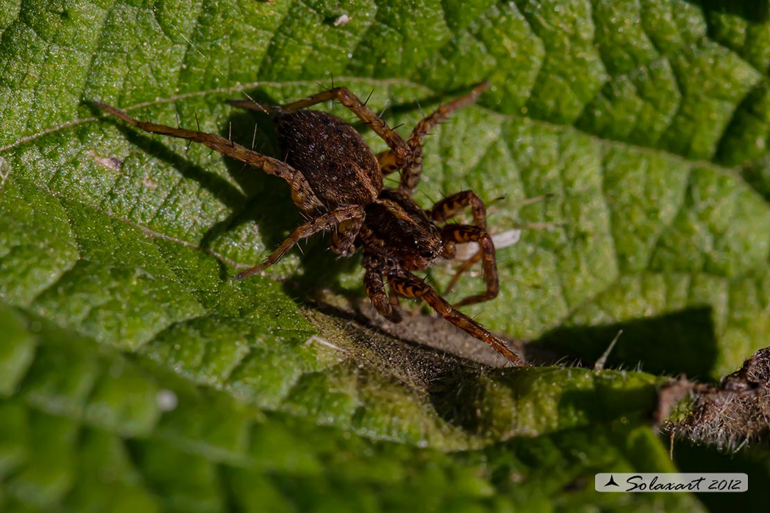 Pardosa proxima
