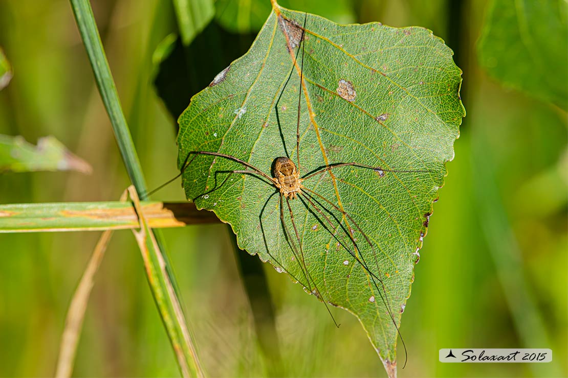 Phalangium opilio