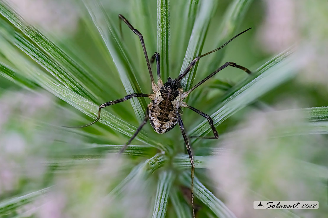 Phalangium opilio