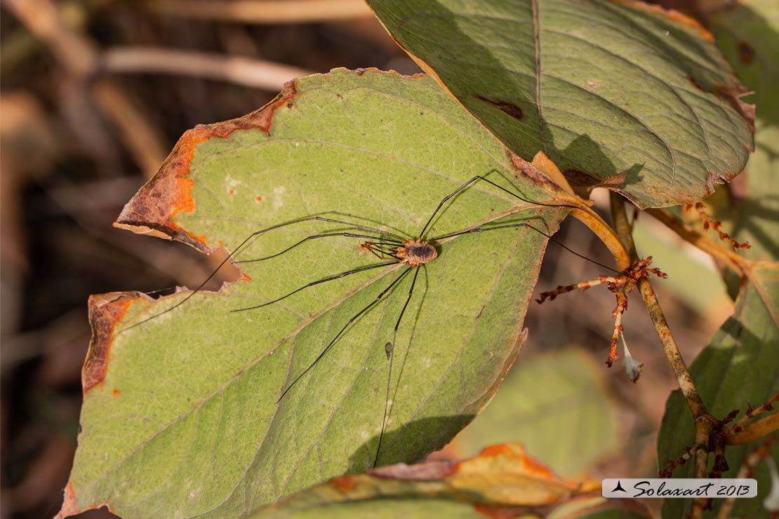 Phalangium opilio